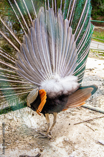 peacock in the zoo