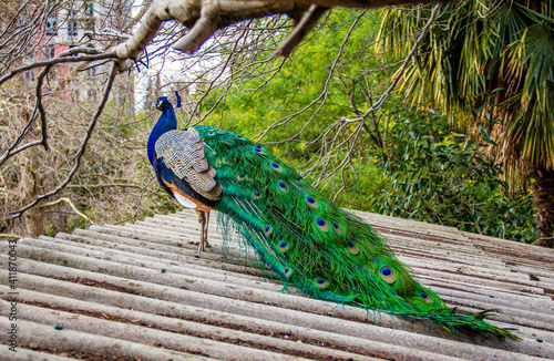peacock with feathers