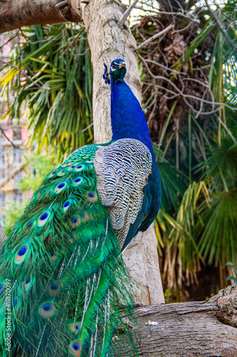 peacock with feathers