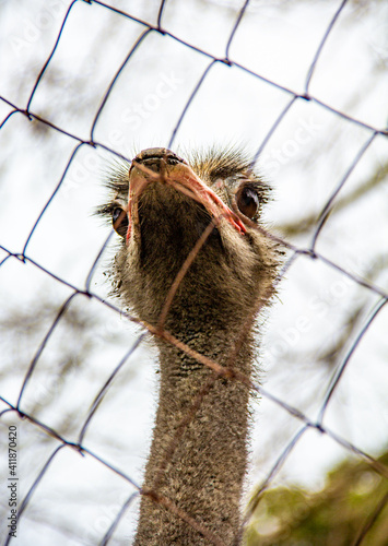 portrait of an ostrich