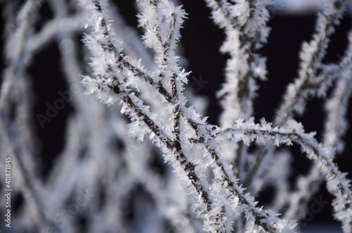 Crystal frost on the branches Winter landscape. White hoarfrost covered branches of tree  © Lucy_Kozyra