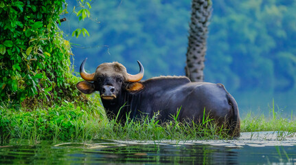 Fototapete Büffel Wasserbüffel im ruhigen Teich  © Varadar