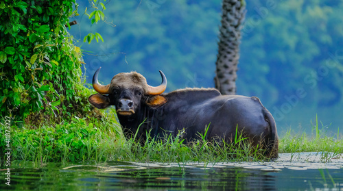 Water buffalo in the pond