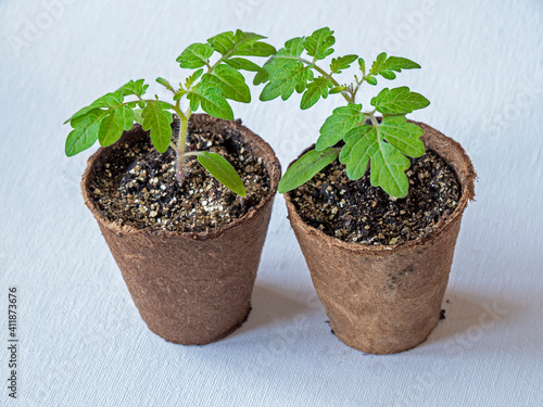 Two tomato seedlings, variety House, growing in fibre pots on a white background