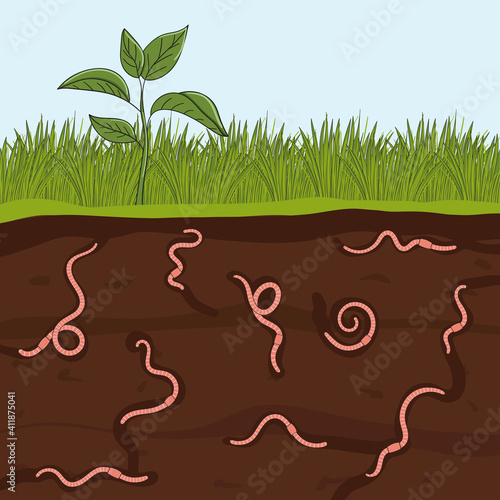 Pink earthworms in garden soil. Ground cutaway with worms. Farming and agriculture