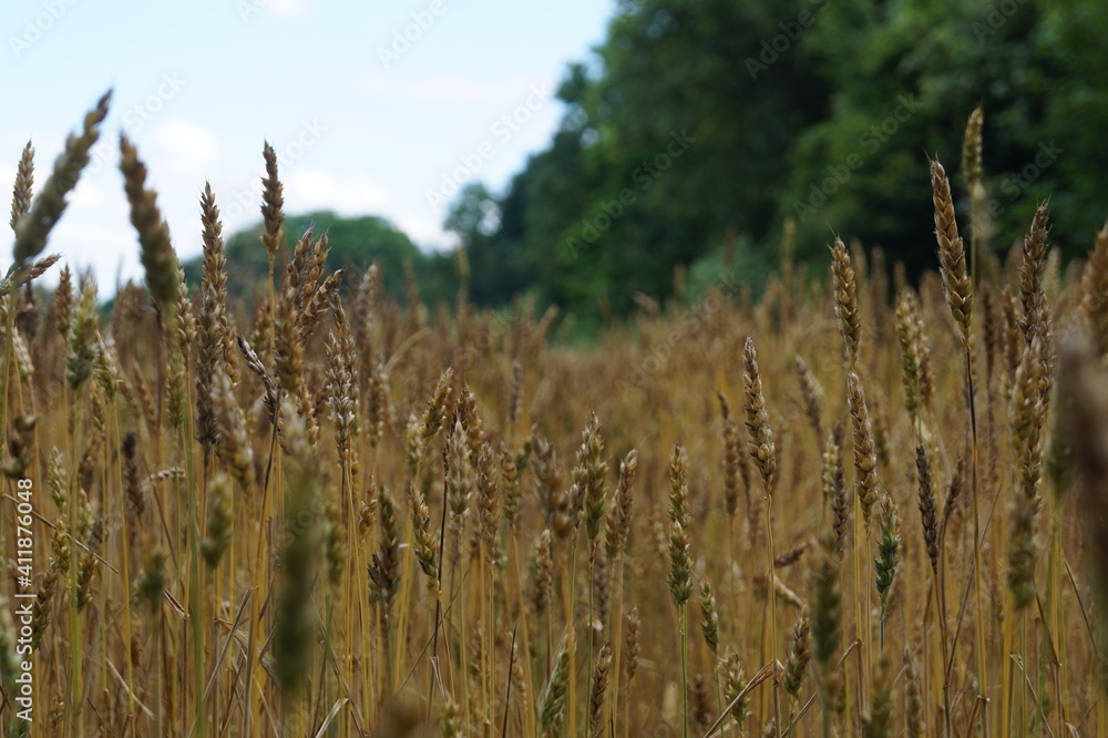 Fototapeta premium Feld Getreide Ackerbau