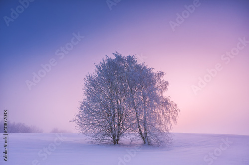 Winter landscape with fog ant two trees. Warm cold sunrise landscape
