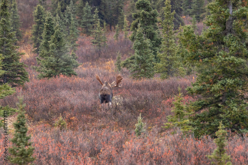 Alaska Yukon Bull Moose in Autumn
