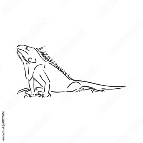 Sketch of iguana. Hand drawn illustration converted to vector. iguana vector sketch illustration