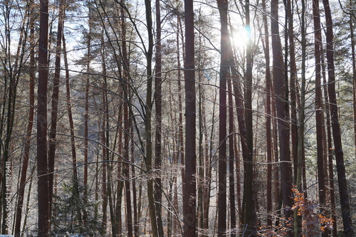 Winter Wald Sonnenstrahlen