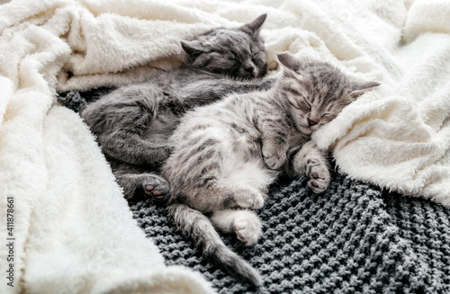 Couple of 2 kittens are sleeping embracing on gray bed covered white blanket. Hugs love 2 cats. Family of purebred cats. Domestic Pets have comfortably tender rest.