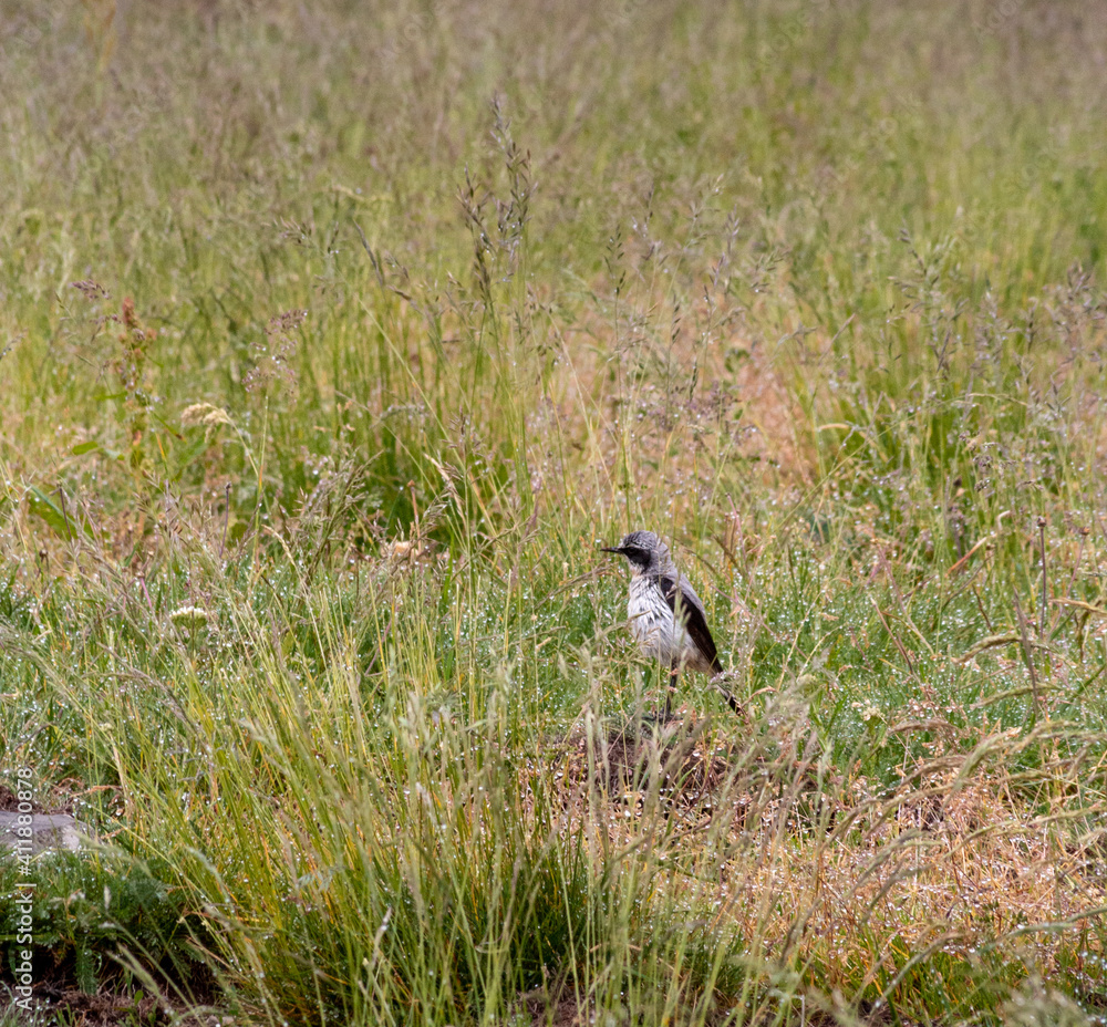 oiseaux oiseaux