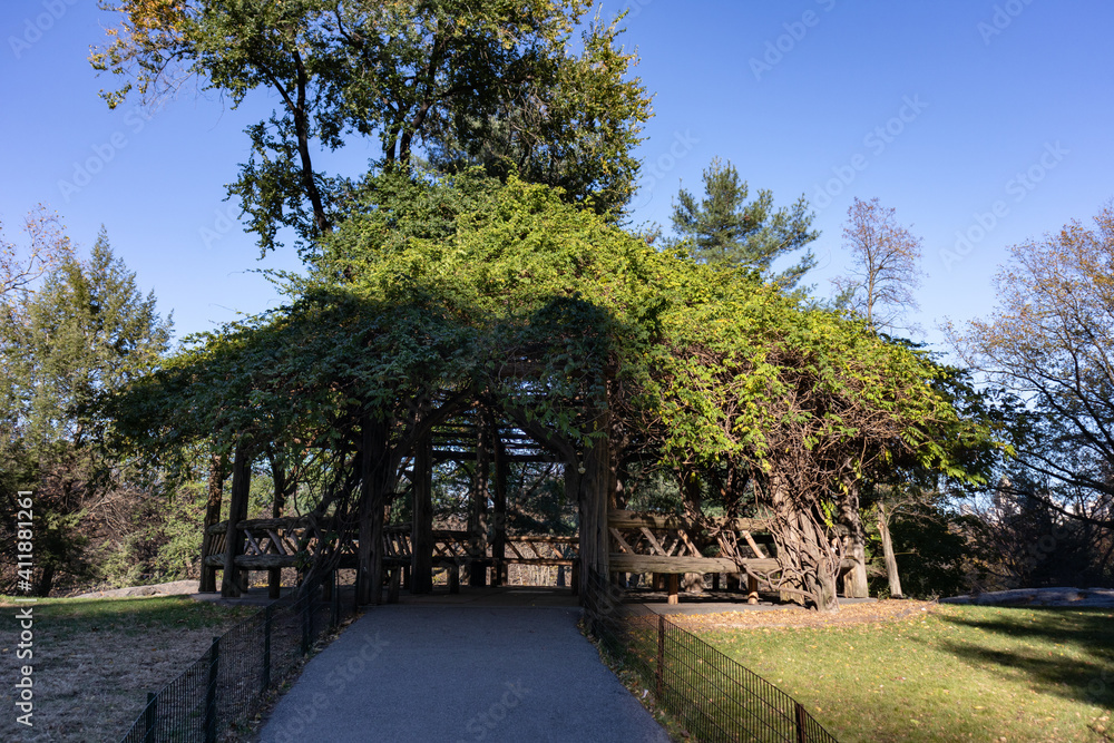 Beautiful Wood Gazebo with Green Vines and Plants at Central Park during Autumn in New York City