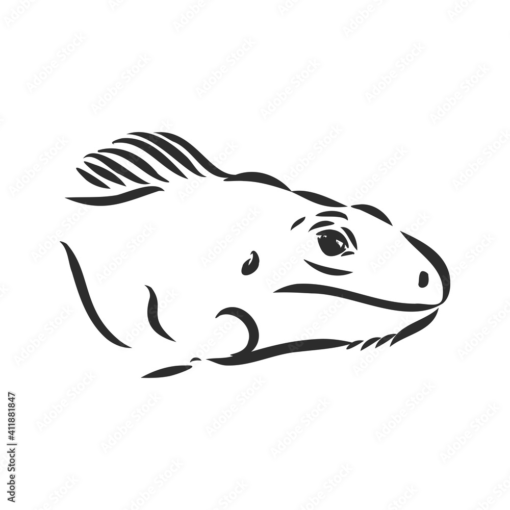 Sketch of iguana. Hand drawn illustration converted to vector. iguana vector sketch illustration Sketch of iguana. Hand drawn illustration converted to vector. iguana vector sketch illustration