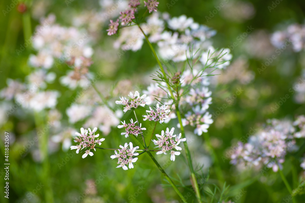 Coriander flowers in the garden Coriander flowers in the garden