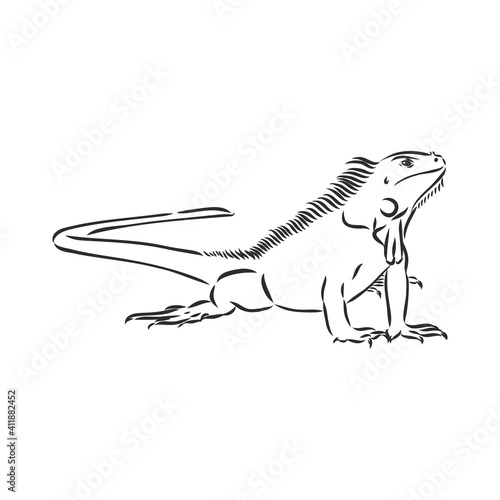 Sketch of iguana. Hand drawn illustration converted to vector. iguana vector sketch illustration