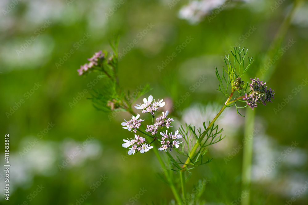 Coriander flowers in the garden Coriander flowers in the garden