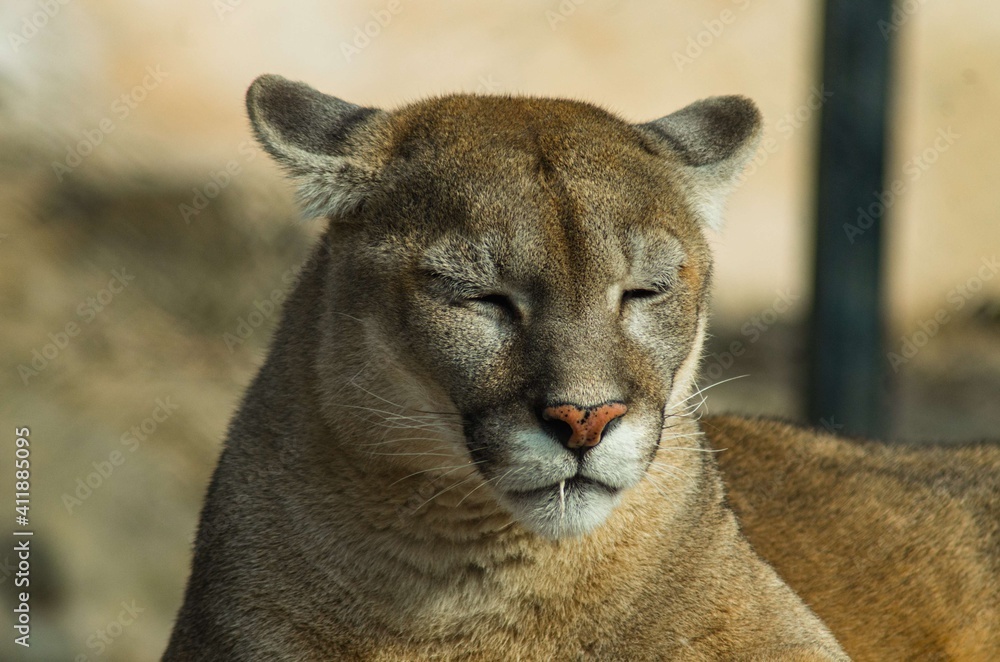 Naklejka premium Puma also Cougar are powerfully built large slender cats, large paws & sharp claws. Have a plain colored fur ranging from tawny to silver grey. Muzzle stripes, area behind ears, & Tip of tail is black