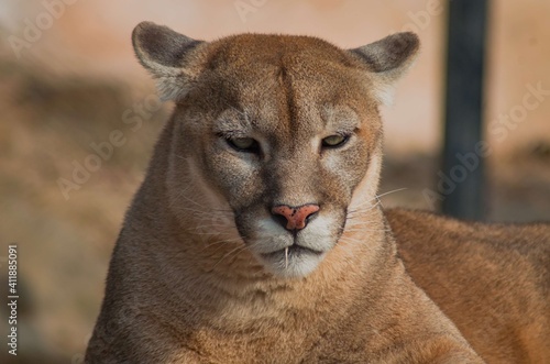 Puma having Toothpick after lunch. The are powerful slender cats with large paws and sharp claws. Having plain colored tawny fur. Muzzle stripes, area behind ears and tip of tail is black.