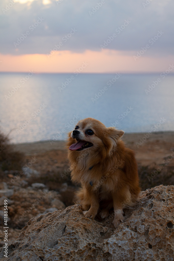 Beautiful fluffy red chihuahua dog sits on the background of the sea on the island of Cyprus Beautiful fluffy red chihuahua dog sits on the background of the sea on the island of Cyprus