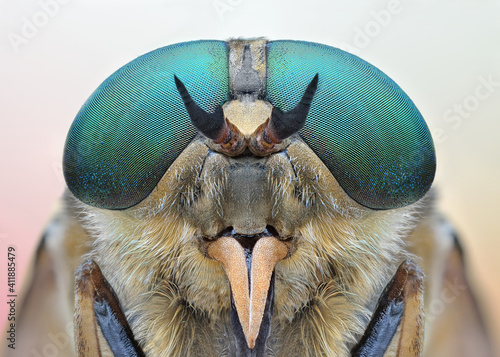 Fotografi Amazing colorful close-up macro of Horsefly Tabanus Sp