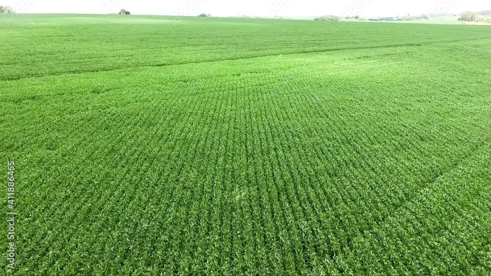 Imagens aéreas de plantação fazenda de Soja. Imagens Com Drone de Soja Verde . Imagens aéreas de plantação fazenda de Soja. Imagens Com Drone de Soja Verde .