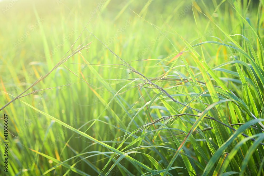 Lemongrass grown in the vegetable garden, herbs have medicinal properties. Lemongrass grown in the vegetable garden, herbs have medicinal properties.