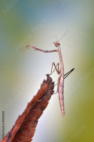 Wallpaper Mural Solygia sulcatifrons poses macro mantis Torontodigital.ca