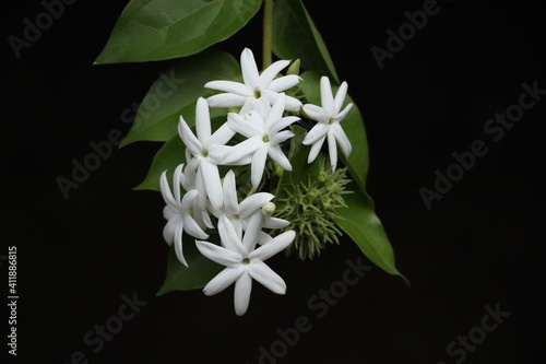 color of jasmines in black background