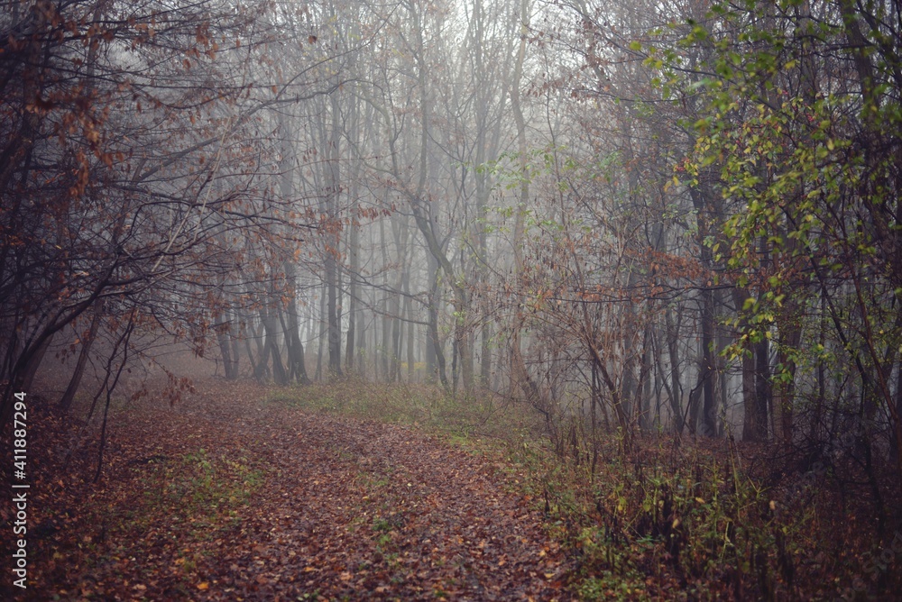 a road that leads into the fog through the forest in the fall season. autumn landscape in the wild