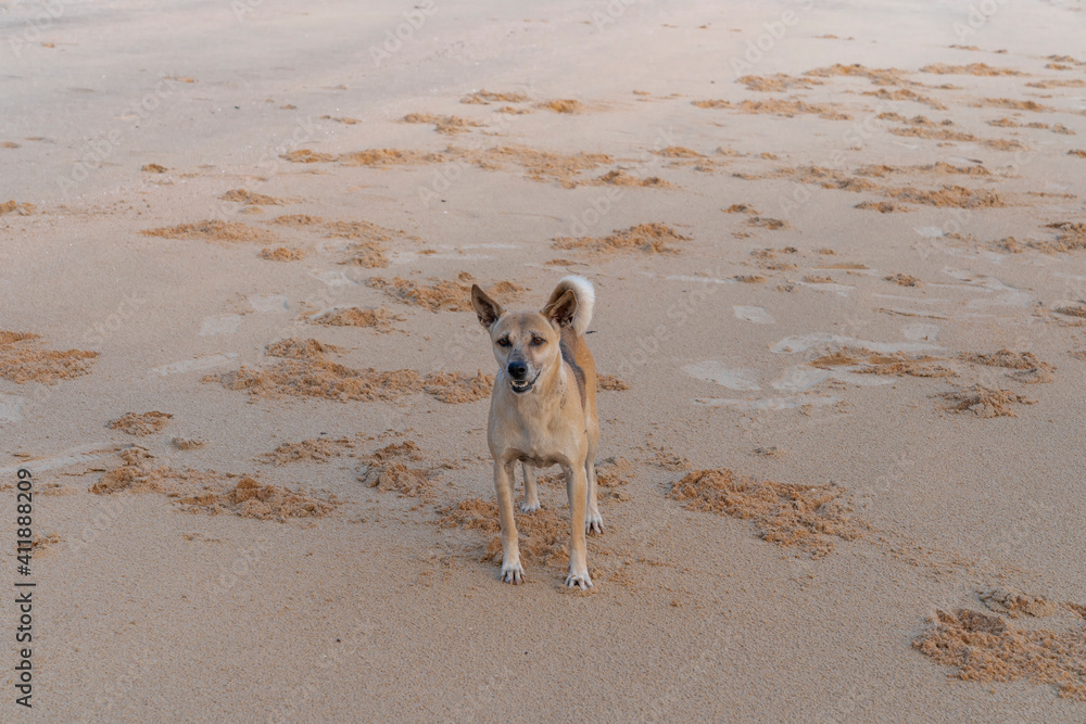 brown Thai dog standing on sand beach after running brown Thai dog standing on sand beach after running