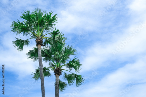 beauty green palm tree high level on blue sky background. sharp leaves plant tropical fruit tree in thailand.