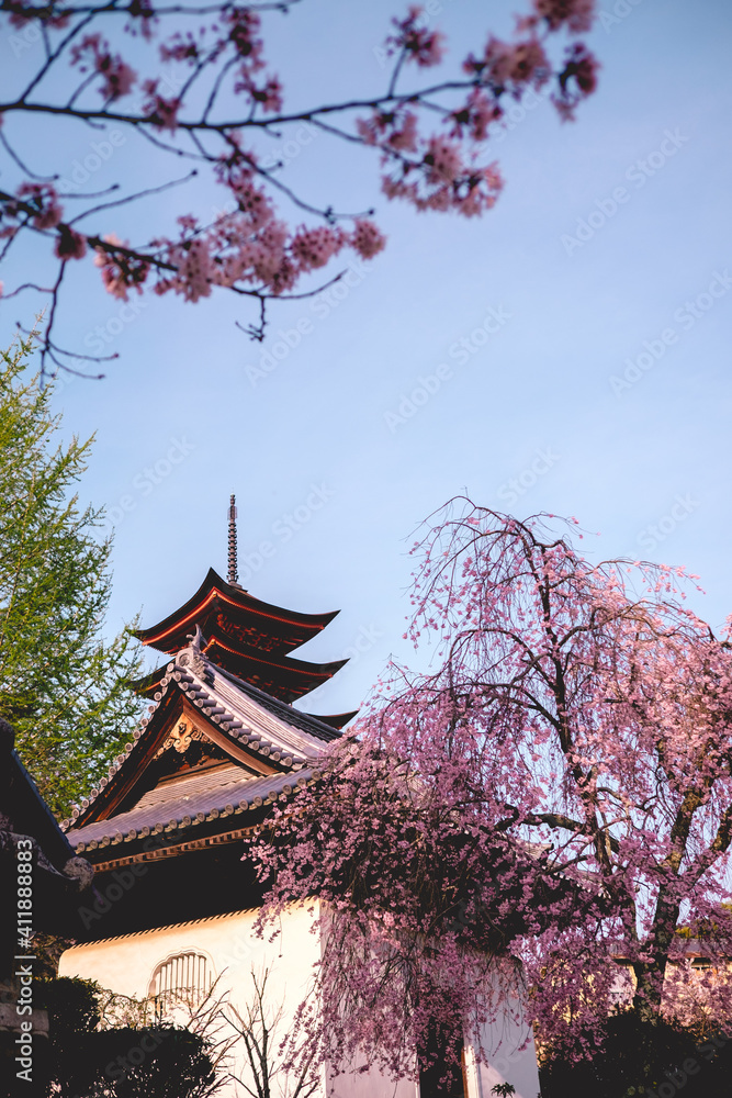 Beautiful panoramic view of Miyajima Island with sakura trees blooming, pagoda and buddhist temple, Japan
Beautiful panoramic view of Miyajima Island with sakura trees blooming, pagoda and buddhist temple, Japan