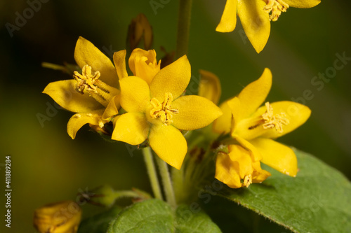 Blooming the yellow loosestrife  Lysimachia vulgaris  in the meadow  closeup