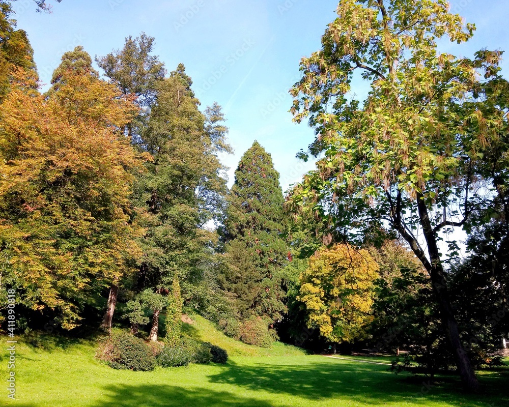 autumn landscape with trees, autumn, autumn in the park , autumn in the forest , tree , clear autumn day 