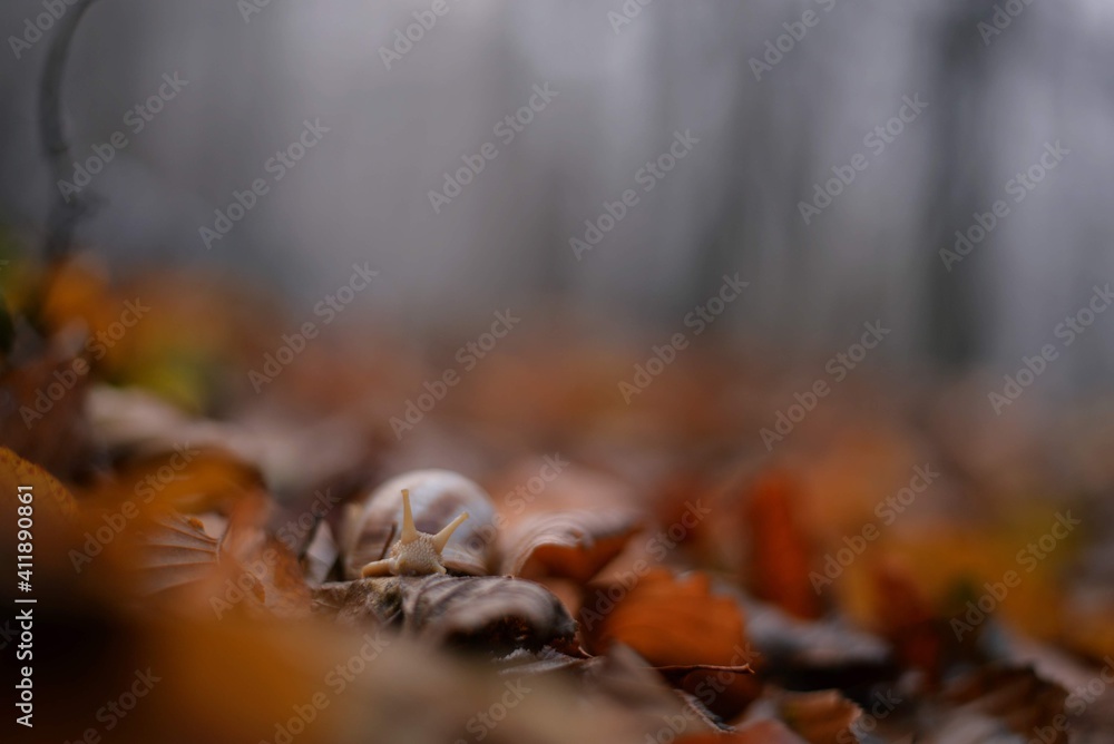 a snail in the beech forest in foggy day during fall season. Cornu aspersum creature in the wild a snail in the beech forest in foggy day during fall season. Cornu aspersum creature in the wild