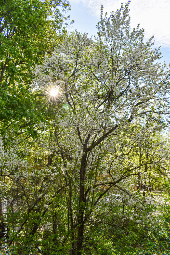 Fototapeta premium dawn in the spring flowering garden