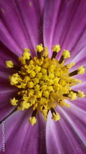 flower macro photography