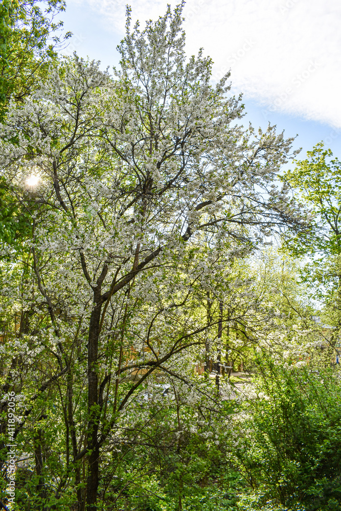 dawn in the spring flowering garden dawn in the spring flowering garden