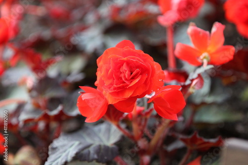 beautiful red rose