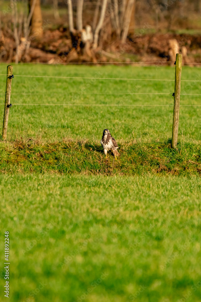 Large bird of prey walks on the edge of a ditch in a meadow and Large bird of prey walks on the edge of a ditch in a meadow and