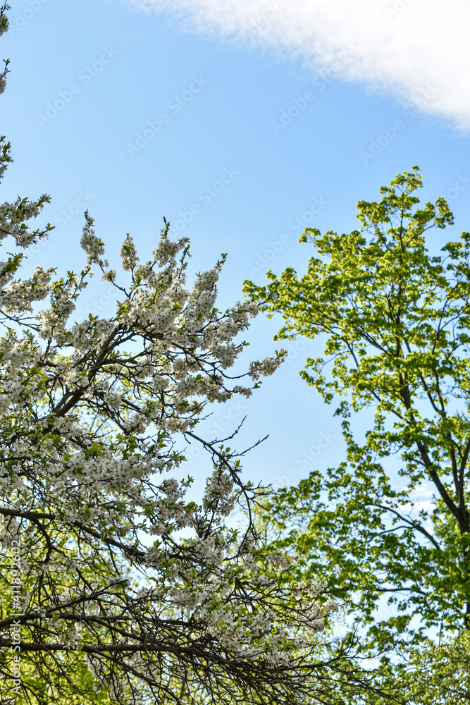dawn in the spring flowering garden dawn in the spring flowering garden