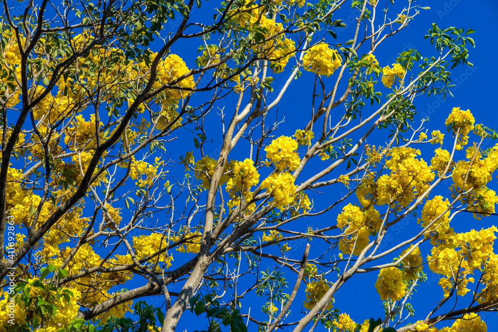 yellow flowers against a blue sky yellow flowers against a blue sky
