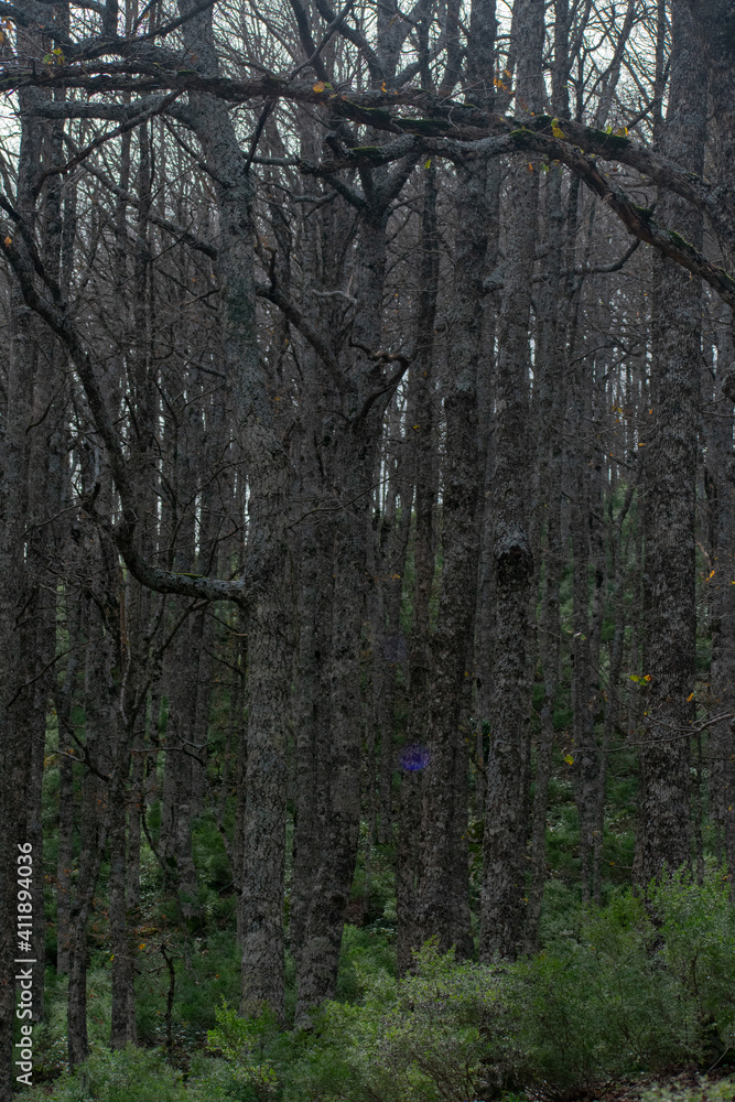 Obraz premium Akfadou forest in Bejaia, Algeria, a Forest of oak and beech