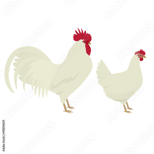 White Leghorn Breed of chickens Vector illustration Isolated object