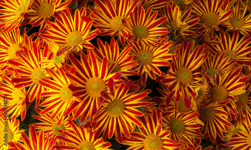 Beautiful, colorful, vibrant red and yellow flowers for sale at a local farmers market in autumn 