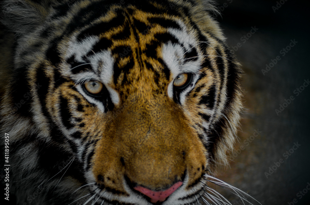 Fototapeta premium The Royal Bengal Tiger! Its coat is yellow to orange, with black stripes, belly & the interior parts are white, two white stops on the back of ears that mimic eyes & have a muscular body.