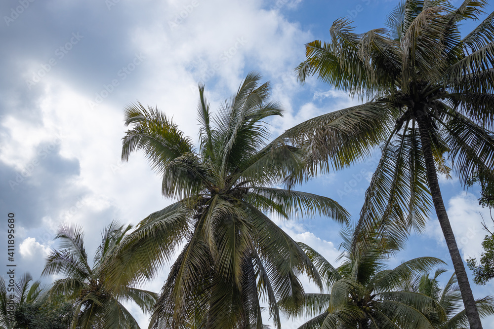 Coconut trees with blue sky and clouds in the background 
