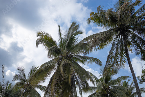 Coconut trees with blue sky and clouds in the background  