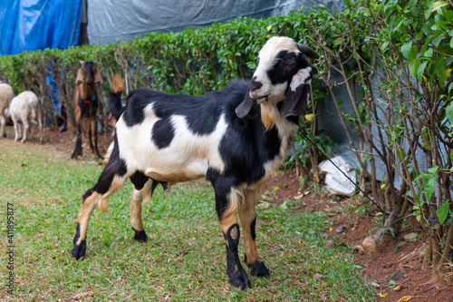 A Kacang Goat tied up in an Indonesian middle class compound for eid al-adha